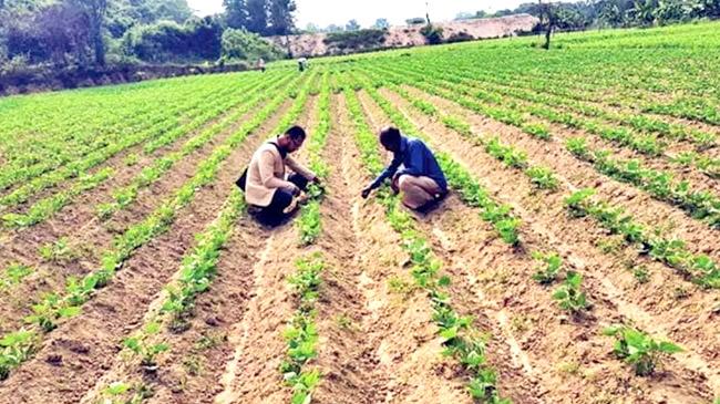 potato cultivation 1