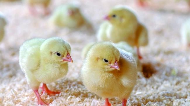 poultry chicks