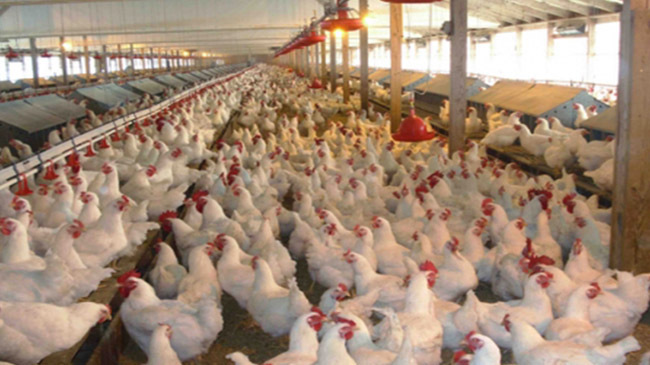 poultry farm