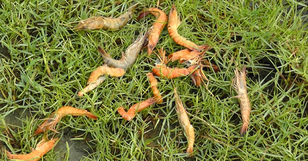 prawn died in bagerhat
