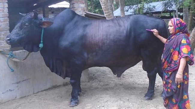 pulser babu one