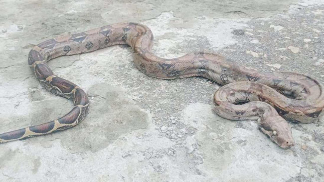 python comes bangladesh form columbia inner