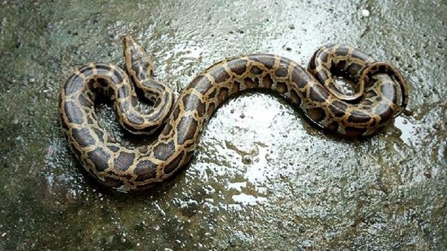 python in house