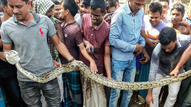 python rescue