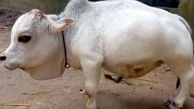 rani shortest cow guinness book record home