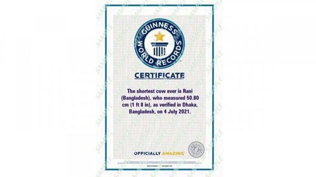 rani shortest cow guinness book record