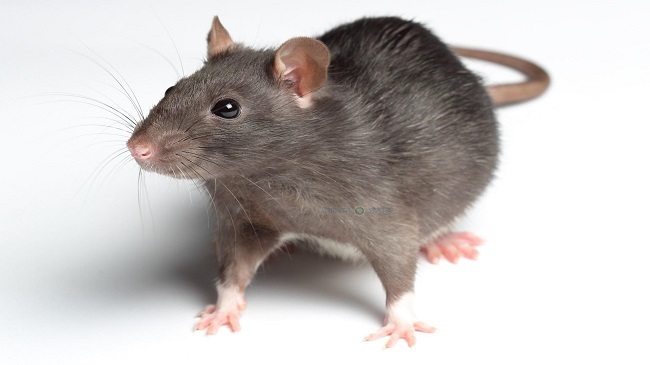 rat caught