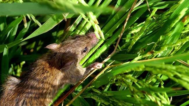 rat in the field