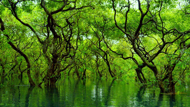 ratargul swamp forest 2