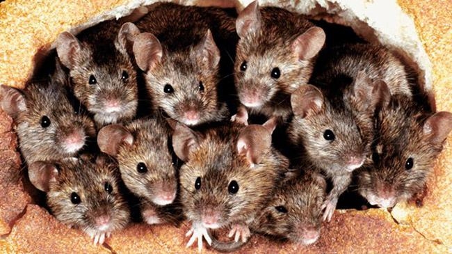 rats pic