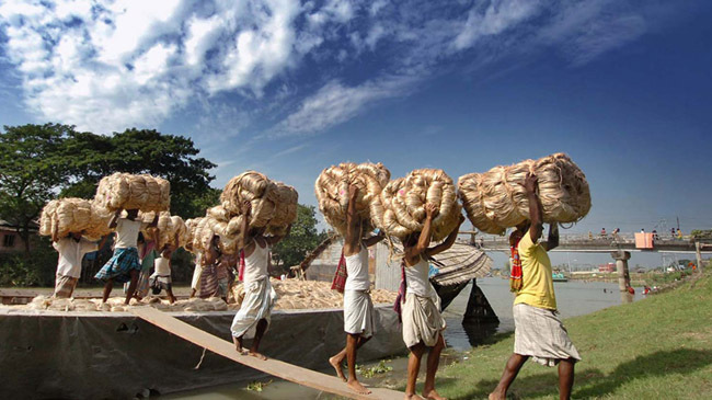raw jute bangaldesh
