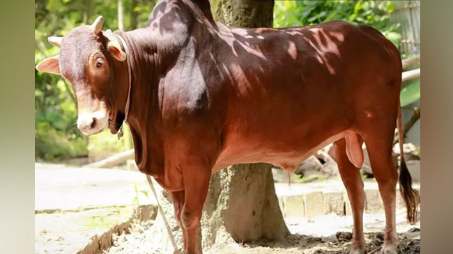 rcc cow