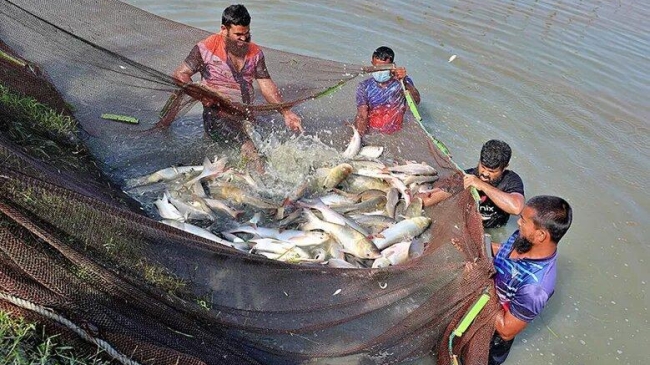 record fish production in bangladesh