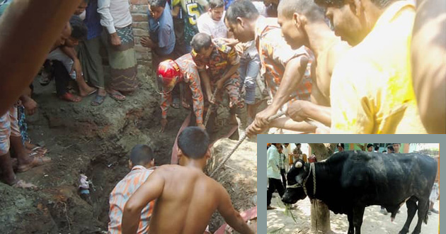 recovered bull from 30 feet hole