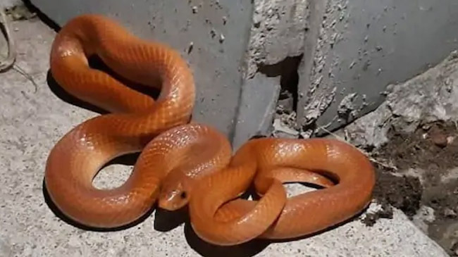red coral kukri snake