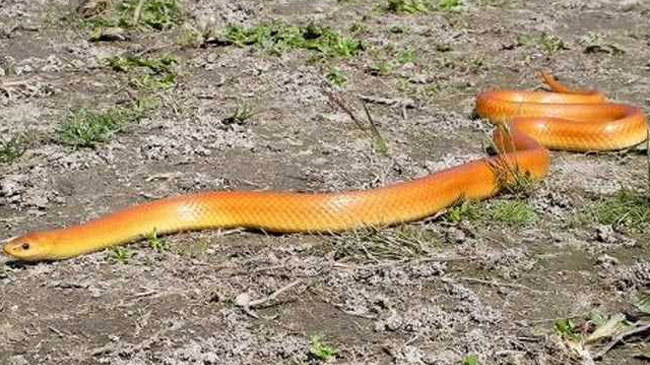 red coral kukri snake1
