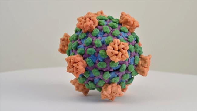 reovirus