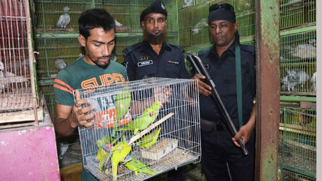 rescue bird chittagong