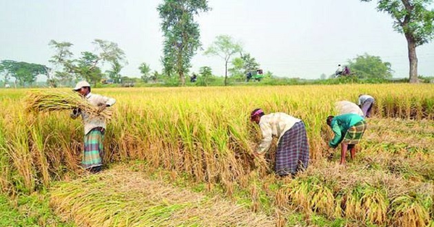 rice cutting