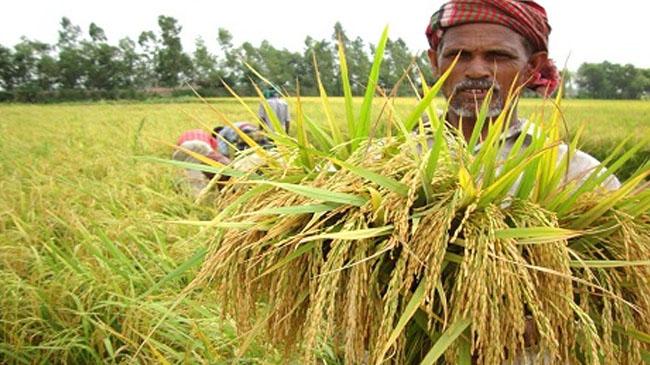 rice farmers
