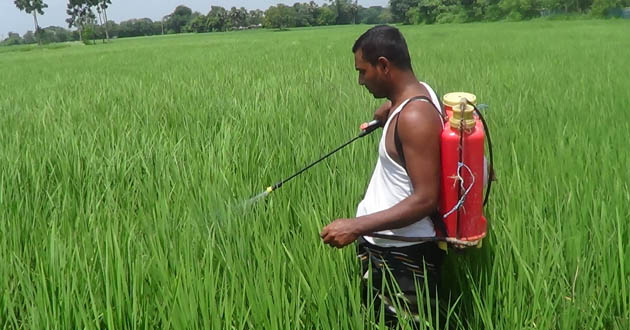 rice fields