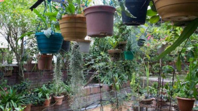 roof garden 1