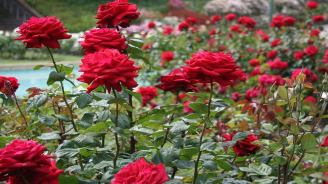 rose garden