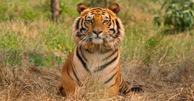royal bengal tiger