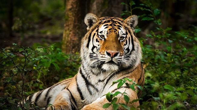 royal bengal tiger 2