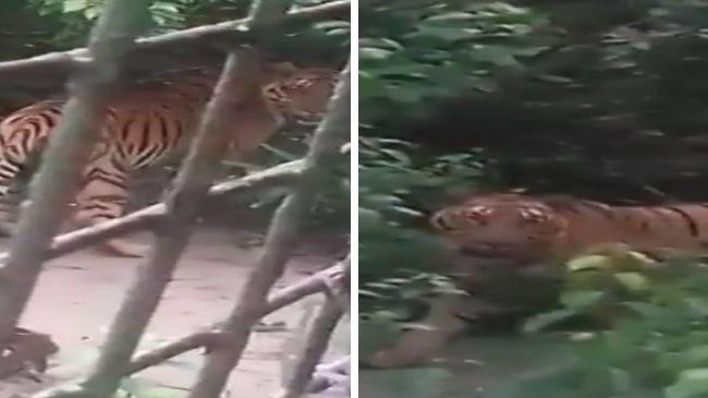 royal bengal tiger 3