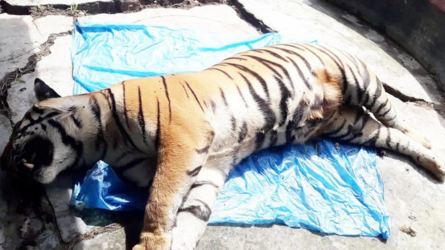 royel bengal tiger rescued from sundarbans 01