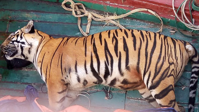 royel bengal tiger rescued from sundarbans
