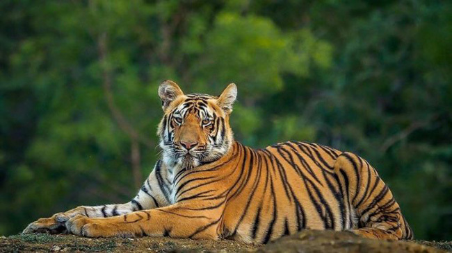 royel bengla tiger
