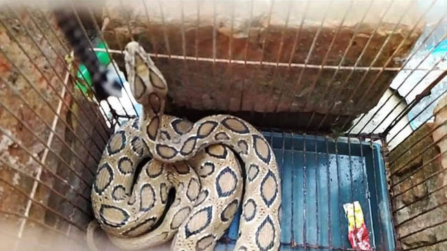 russel vaiper snake