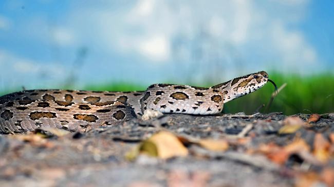 russells viper
