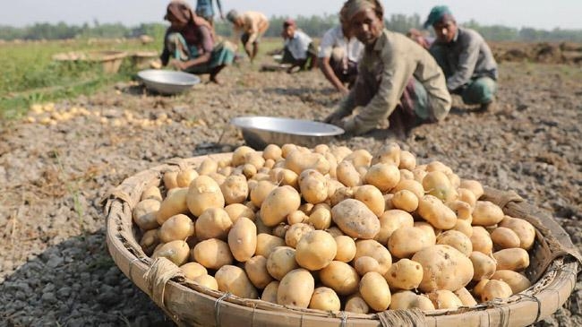 russia import potato form bangladesh