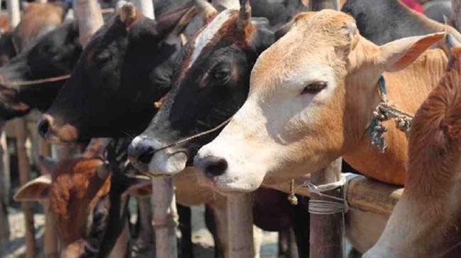 cow skin