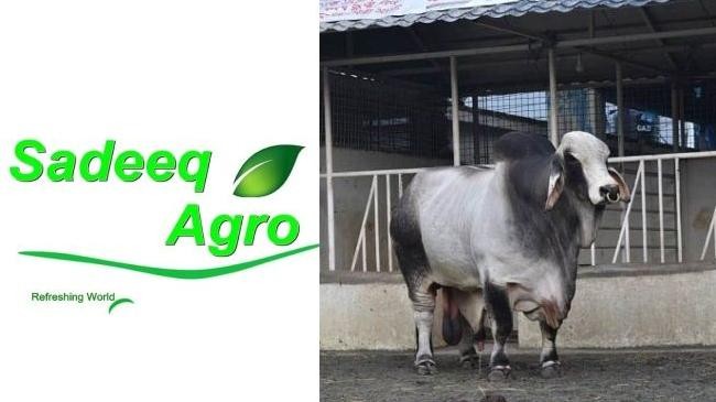 sadeeq agro