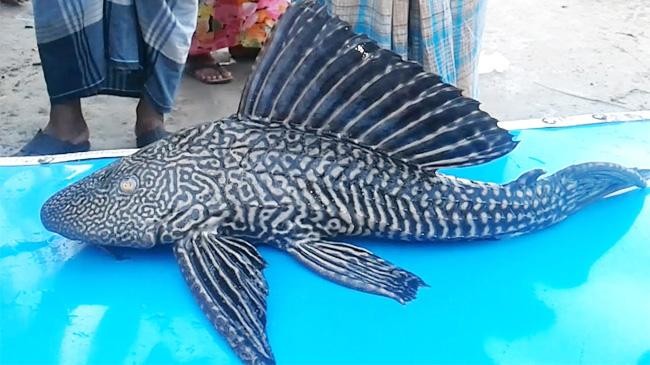 sakar fish