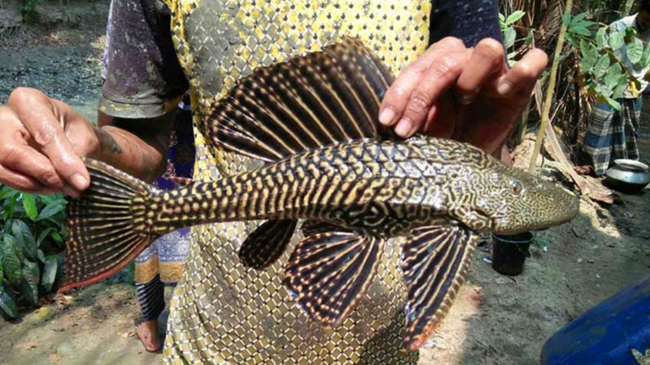 sakar fish