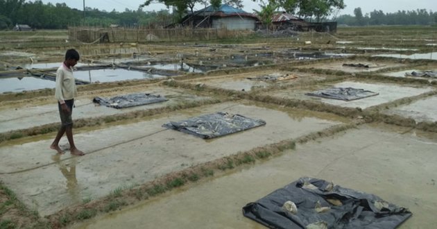 salt farming