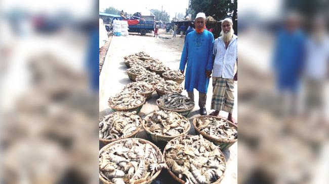 salt hilsa