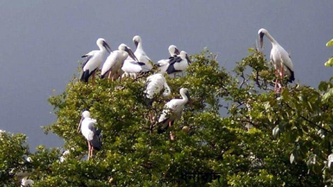 samukkhol bird