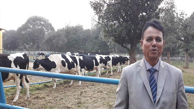 savar cow dairy farm 1