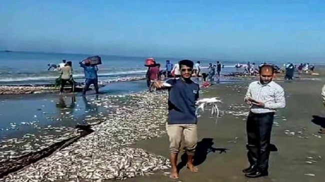 sea fish coxsbazar