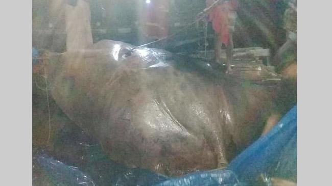 shapla leaves weighing 9 ibs