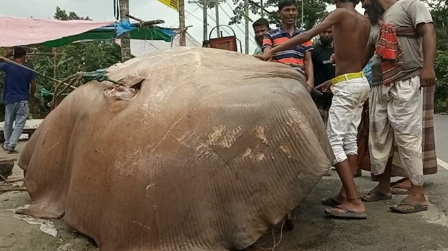 shaplapata fish bagerhat home