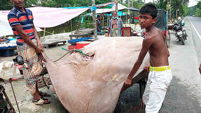 shaplapata fish bagerhat