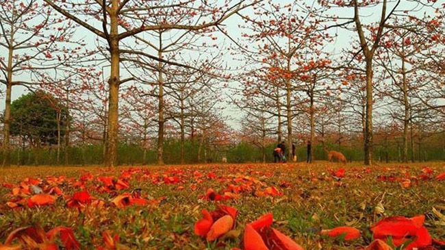 shimul forest