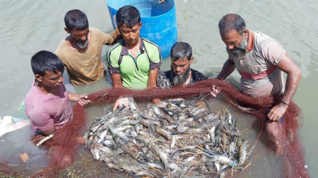 shrimp farming